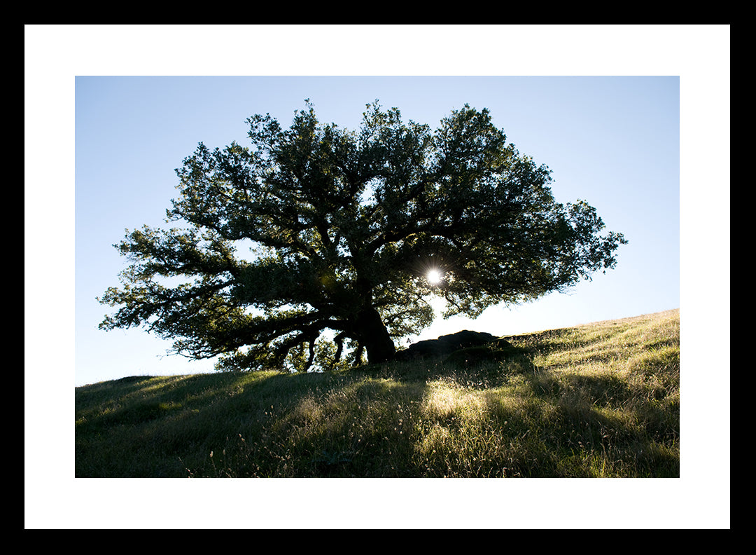 Tree of Life | Fine Art Photography Print